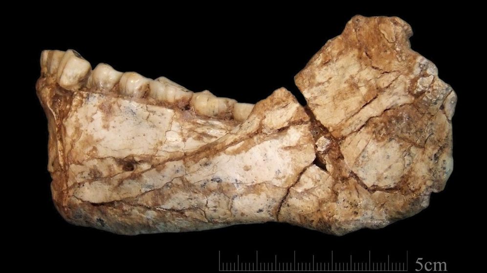 Descubiertos en Marruecos los fósiles de 'Homo Sapiens' más antiguos de la especie. Cráneos y huesos de más de 300.000 años, 100.000 años antes de los hasta ahora conocidos. [Historia] Imagen-sin-titulo